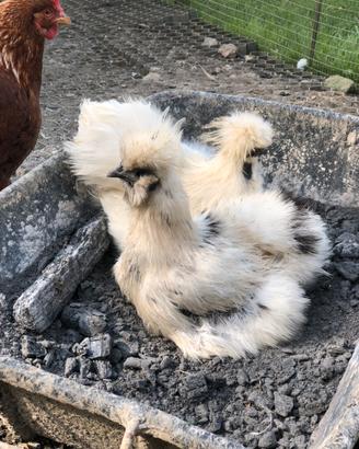 Gallo moroseta
