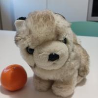 trudini, cagnolino 