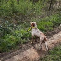 Setter inglese maschio