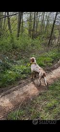 Setter inglese maschio