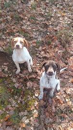 Bracco pointer cucciole avviate