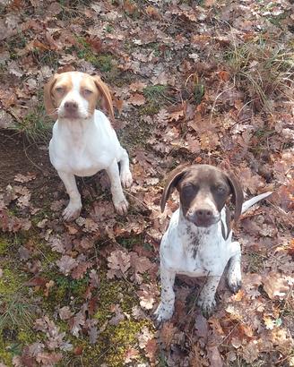 Bracco pointer cucciole avviate