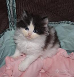 Gattino pelo lungo