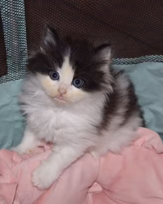 Gattino pelo lungo