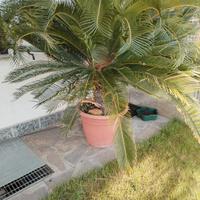 cycas