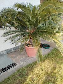  cycas