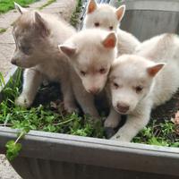 Siberian husky