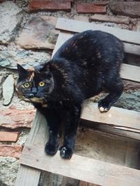 Gatta razza tartaruga