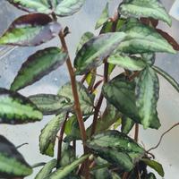 Piante miste per terrari 