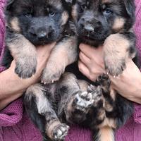 Cuccioli pastore tedesco