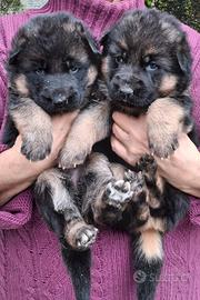Cuccioli pastore tedesco