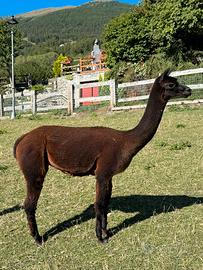Alpaca Femmina adatta al trekking