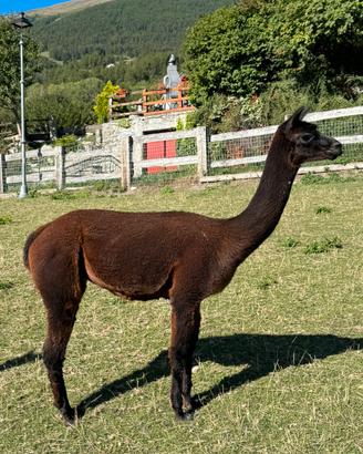 Alpaca Femmina adatta al trekking