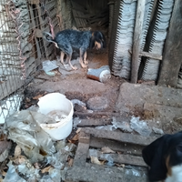 Cane da caccia