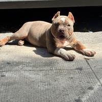 American bully