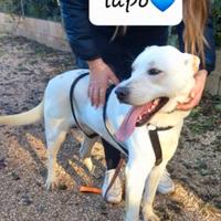 Due cucciolotti di 18 mesi meticci taglia media