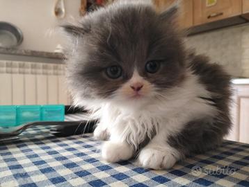 Gattino persiano