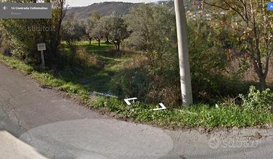 Terreno edificabile e agricolo con oliveto