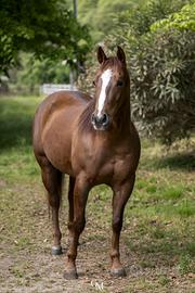 Quarter Horse
