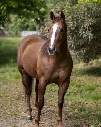 Quarter Horse