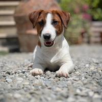 Jack Russell