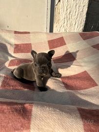 Cucciolo bulldog francese, blu esotico, maschio