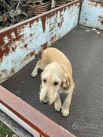 Cucciolo di tre mesi