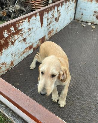 Cucciolo di tre mesi