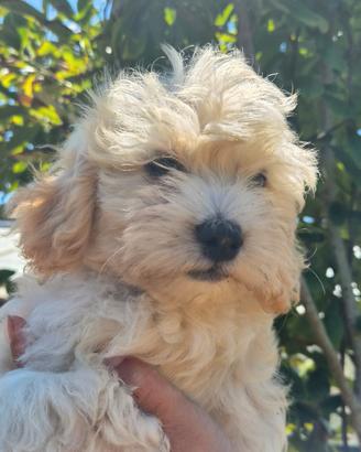 MALTIPOO Barboncino toy/maltese