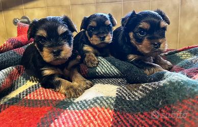 Cuccioli di yorkshire