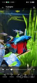 Pesci tropicali e Betta