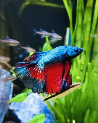 Pesci tropicali e Betta