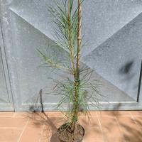 Pianta Pinus Pinaster Pino marittimo h 60 cm 