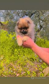 Mini spitz nano con pedigree ENCI