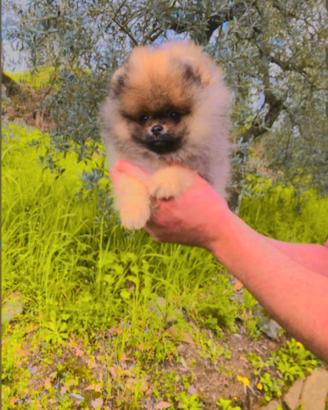 Mini spitz nano con pedigree ENCI