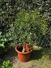 Pianta LIMONE CAVIALE