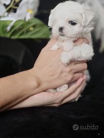 Maltese 