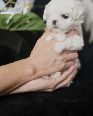 Maltese 