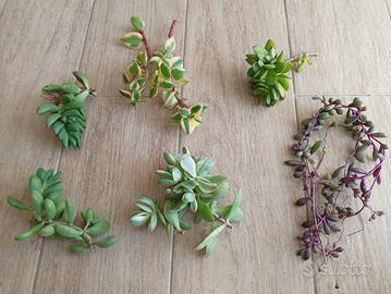 Lotto 6 talee piante grasse freschissime