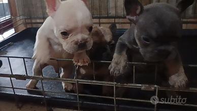 Cuccioli di bulldog francese