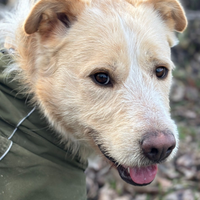 Mix spinone - labrador TEDDY