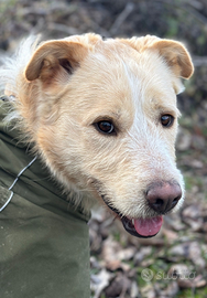 Mix spinone - labrador TEDDY