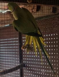 Coppia parrocchetti Riproduttiva XXL + NIDO