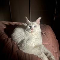 Maine Coon