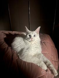 Maine Coon