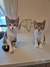 Gattine affettuose e coccolose
