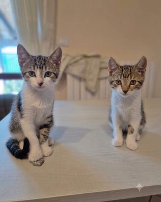 Gattine affettuose e coccolose