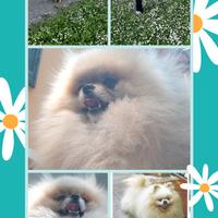 Spitz Pomerania SOLO PER ACCOPPIAMENTO