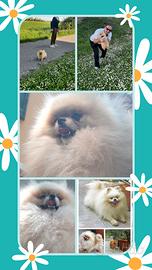 Spitz Pomerania SOLO PER ACCOPPIAMENTO