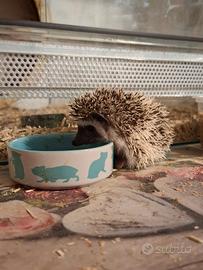 Cuccioli Riccio Africano